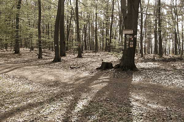 Bliestallabyrinth 171