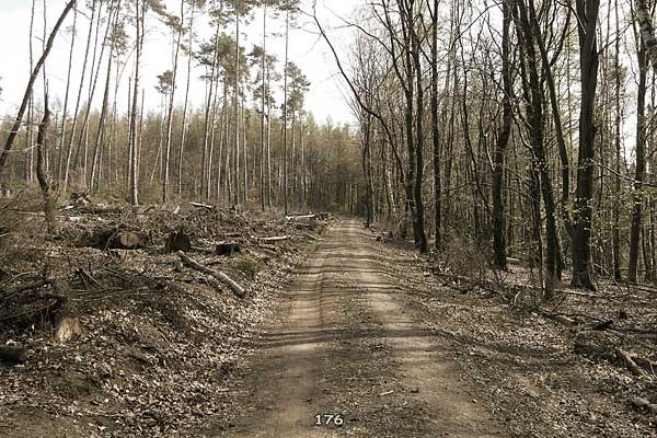 Bliestallabyrinth 176