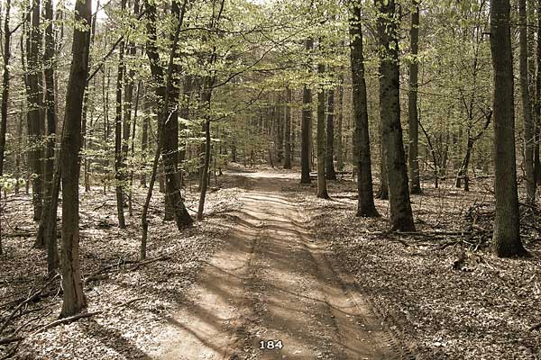 Bliestallabyrinth 184